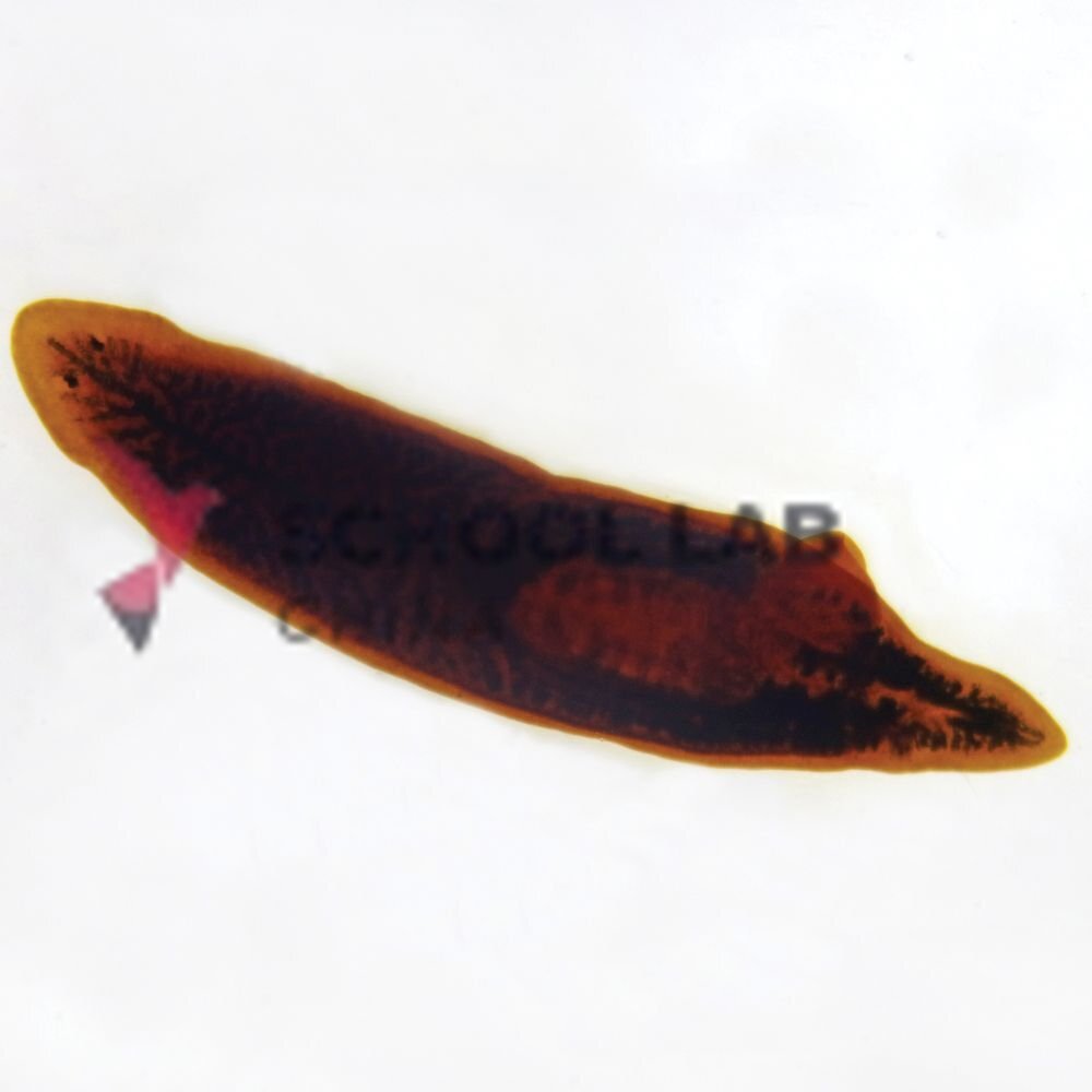 Prepared Microscope Slide - Tapeworm (Echinococcus granulosus) W.M.